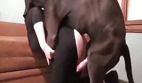 Vidro sexo quente com morena deliciosa demais - sexo de cachorro,sexo foda animal